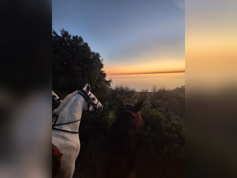 Other Warmbloods Mare 9 years 15,2 hh White in Bale