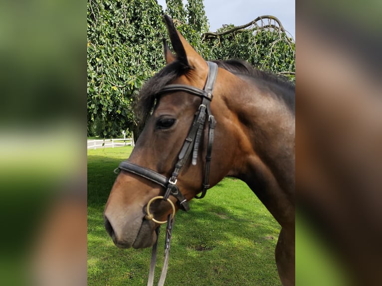 Other Warmbloods Mare 9 years 16 hh Bay-Dark in Bad Laer