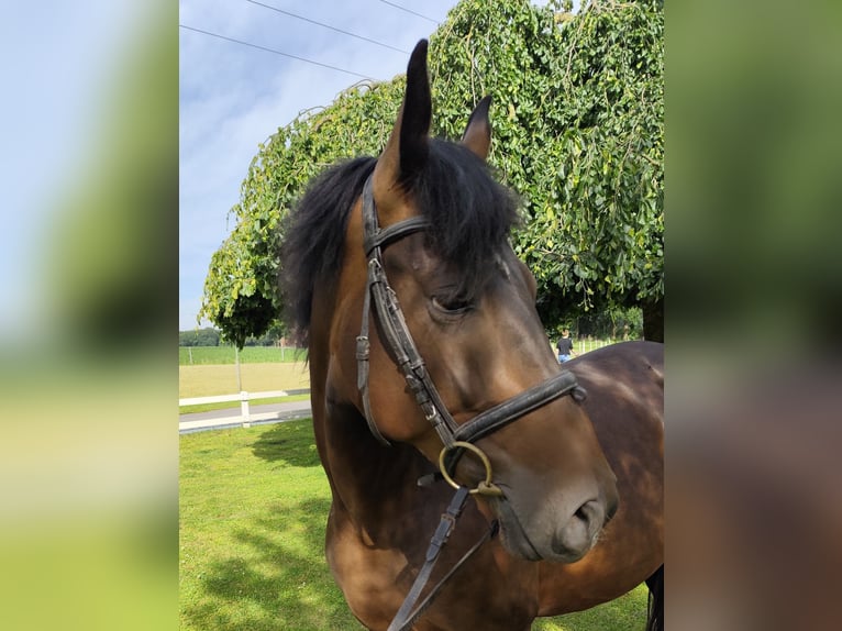 Other Warmbloods Mare 9 years 16 hh Bay-Dark in Bad Laer