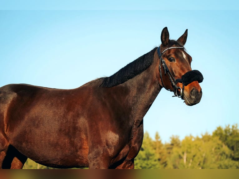 Other Warmbloods Mare 9 years 16 hh Bay-Dark in Villach