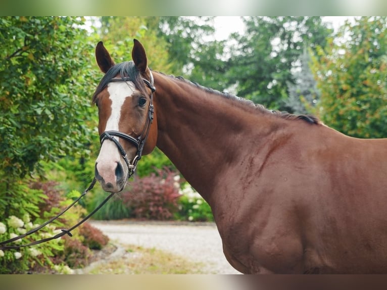 Other Warmbloods Mare 9 years 16 hh Brown in Feliksów