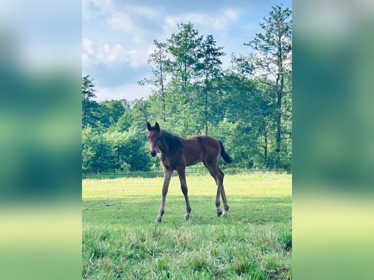 Other Warmbloods Mare 9 years 16 hh Brown in Feliksów