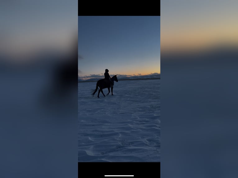 Other Warmbloods Mare 9 years 16 hh Smoky-Black in Wolfsbach