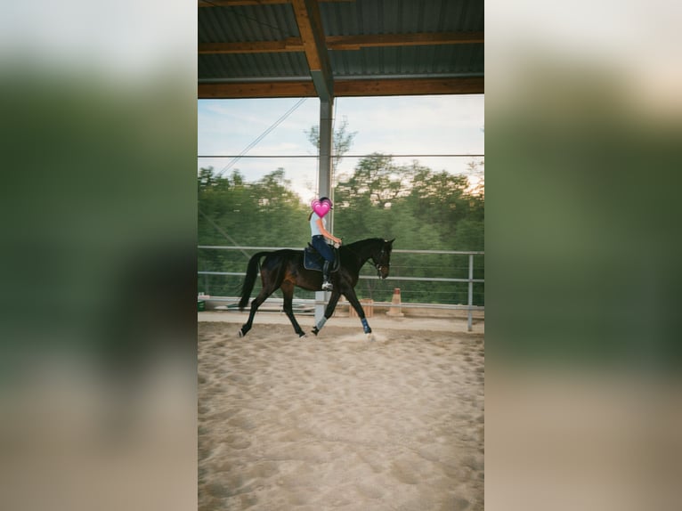 Other Warmbloods Mix Mare 9 years 16 hh Smoky-Black in Wolfsbach