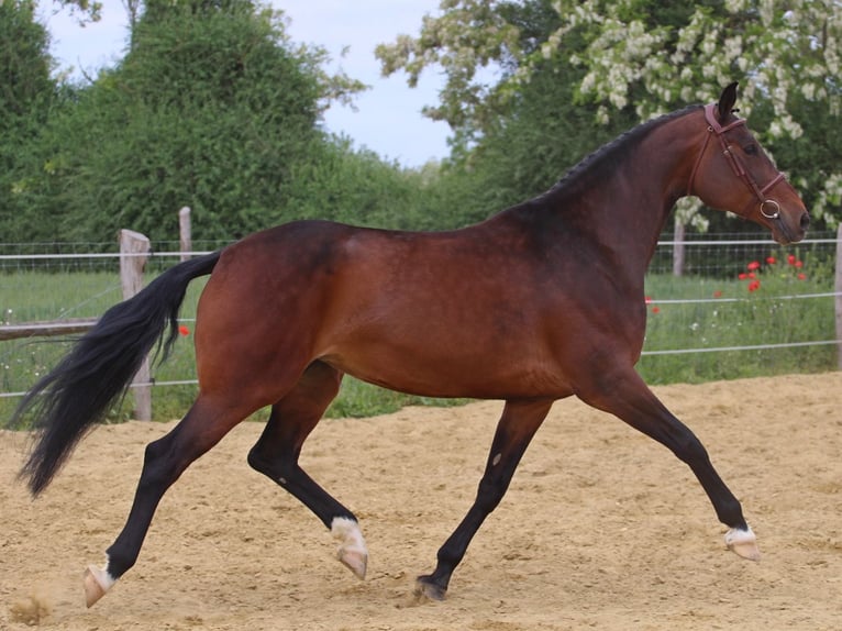Other Warmbloods Mare 9 years 17.1 hh Brown in Traisen