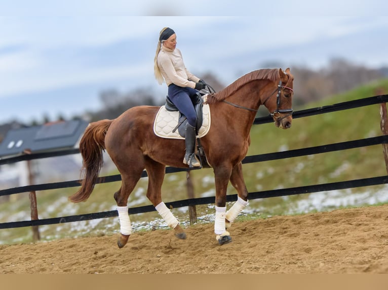 Other Warmbloods Mare 9 years 17 hh Chestnut in Trzebnica