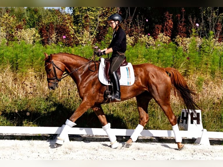 Other Warmbloods Mare 9 years 17 hh Chestnut in Trzebnica