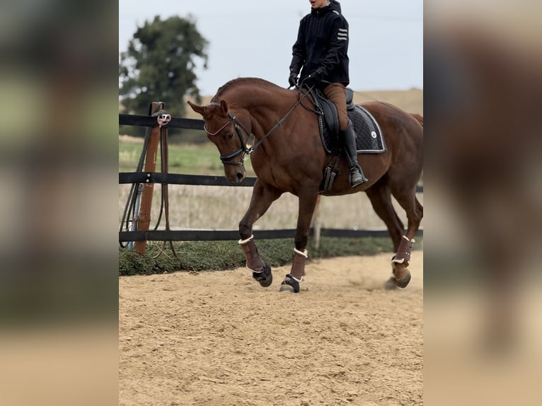 Other Warmbloods Mare 9 years 17 hh Chestnut in Trzebnica