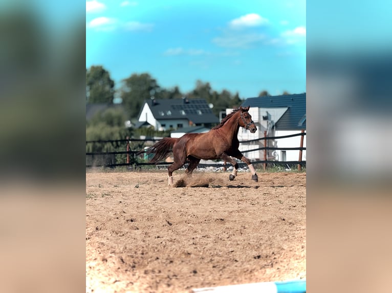 Other Warmbloods Mare 9 years 17 hh Chestnut in Trzebnica