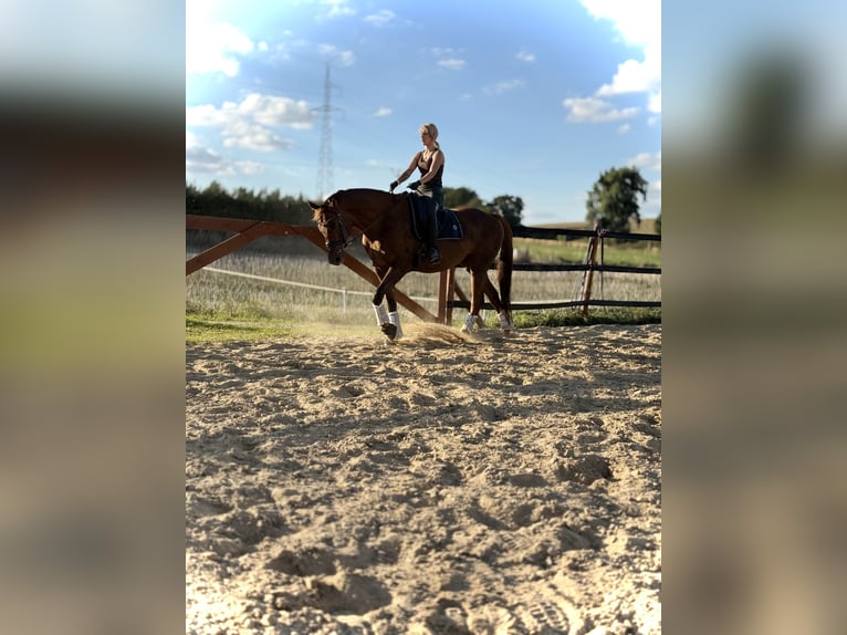 Other Warmbloods Mare 9 years 17 hh Chestnut in Trzebnica