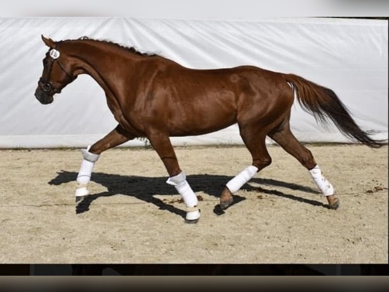 Other Warmbloods Mare 9 years 17 hh Chestnut in Trzebnica