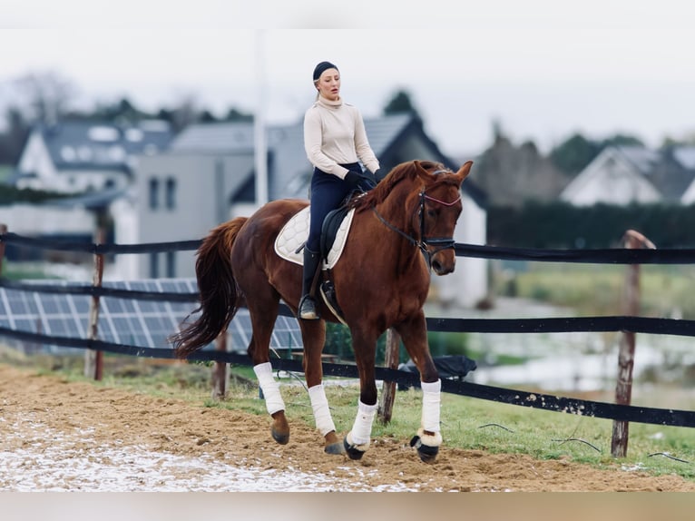 Other Warmbloods Mare 9 years 17 hh Chestnut in Trzebnica