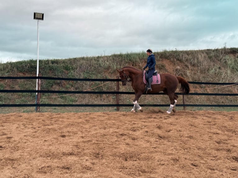 Other Warmbloods Mare 9 years 17 hh Chestnut in Trzebnica