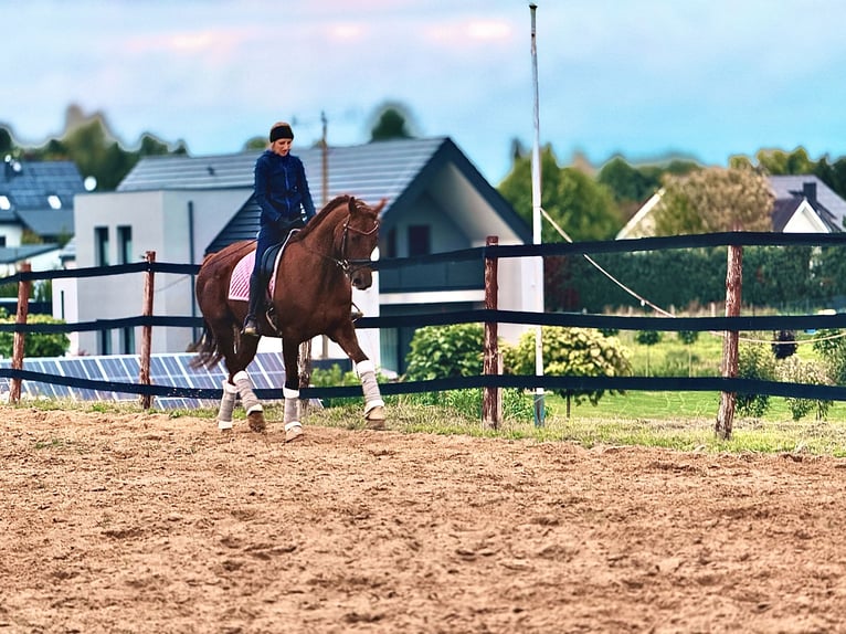 Other Warmbloods Mare 9 years 17 hh Chestnut in Trzebnica