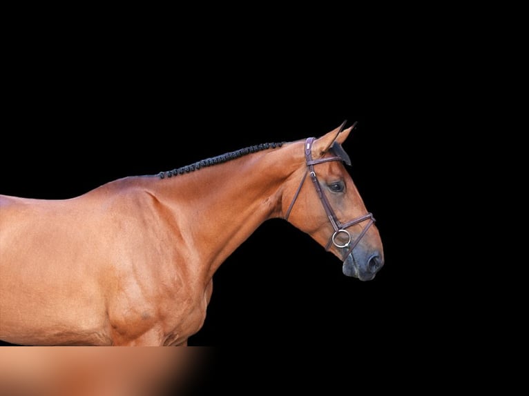 Other Warmbloods Mare 9 years Brown in Z&#xFC;lpich