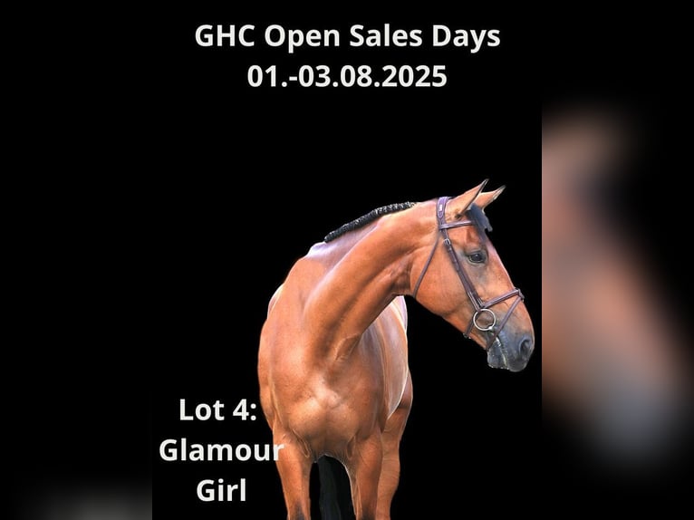 Other Warmbloods Mare 9 years Brown in Z&#xFC;lpich