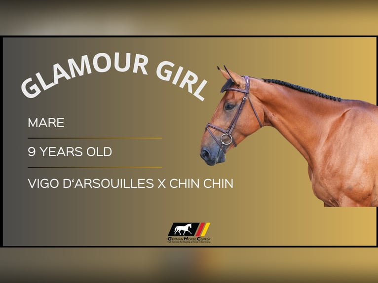 Other Warmbloods Mare 9 years Brown in Z&#xFC;lpich