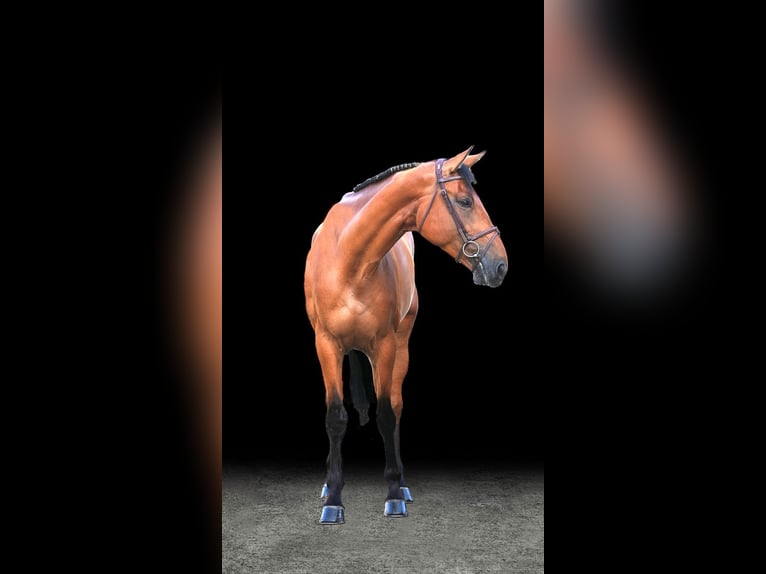 Other Warmbloods Mare 9 years Brown in Z&#xFC;lpich