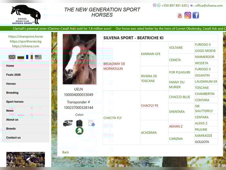 Other Warmbloods Mix Mare Foal (07/2025) 12,1 hh Bay in Ruse