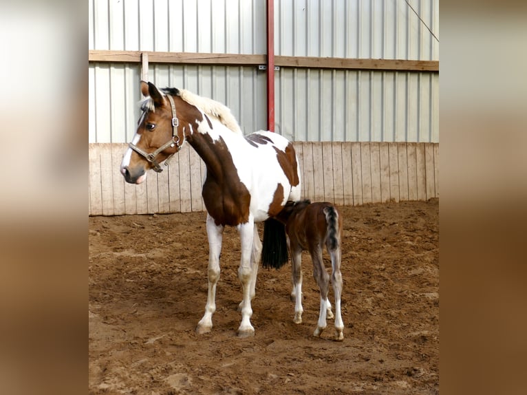 Other Warmbloods Mare Foal (03/2026) 16.1 hh Brown in Borgentreich