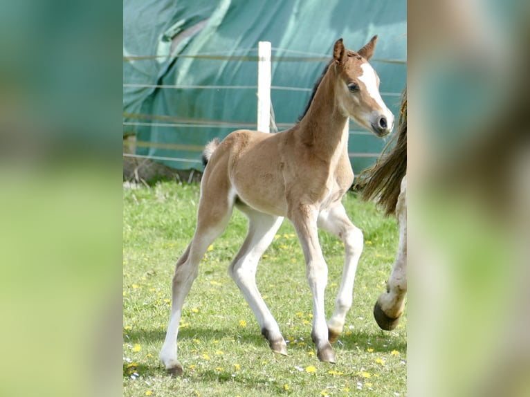 Other Warmbloods Mare Foal (04/2026) 16.1 hh Brown in Borgentreich