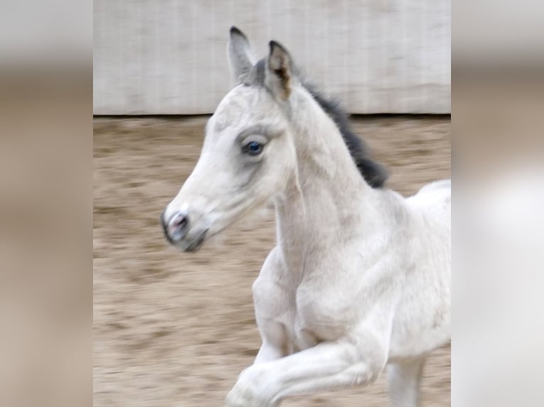 Other Warmbloods Mare Foal (04/2026) 16.1 hh Buckskin in Borgentreich