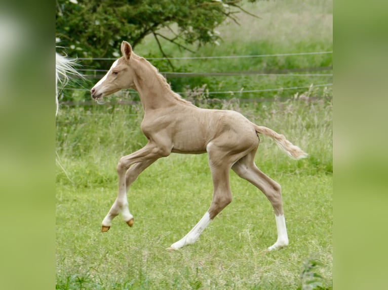Other Warmbloods Mare Foal (06/2024) 16,1 hh Palomino in Borgentreich