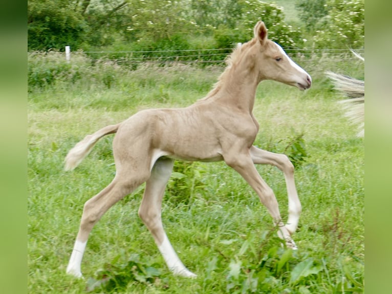 Other Warmbloods Mare Foal (06/2024) 16,1 hh Palomino in Borgentreich