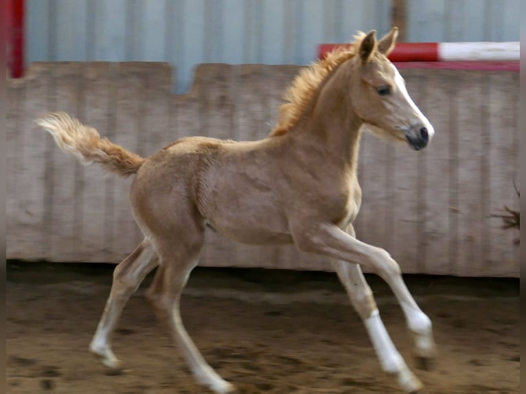 Other Warmbloods Mare Foal (02/2026) 16.1 hh Palomino in Borgentreich