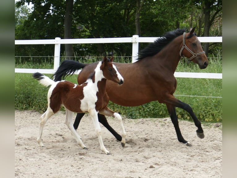 Other Warmbloods Mare Foal (03/2024) 16,1 hh Pinto in Borgentreich