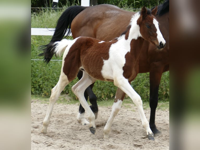 Other Warmbloods Mare Foal (03/2024) 16,1 hh Pinto in Borgentreich