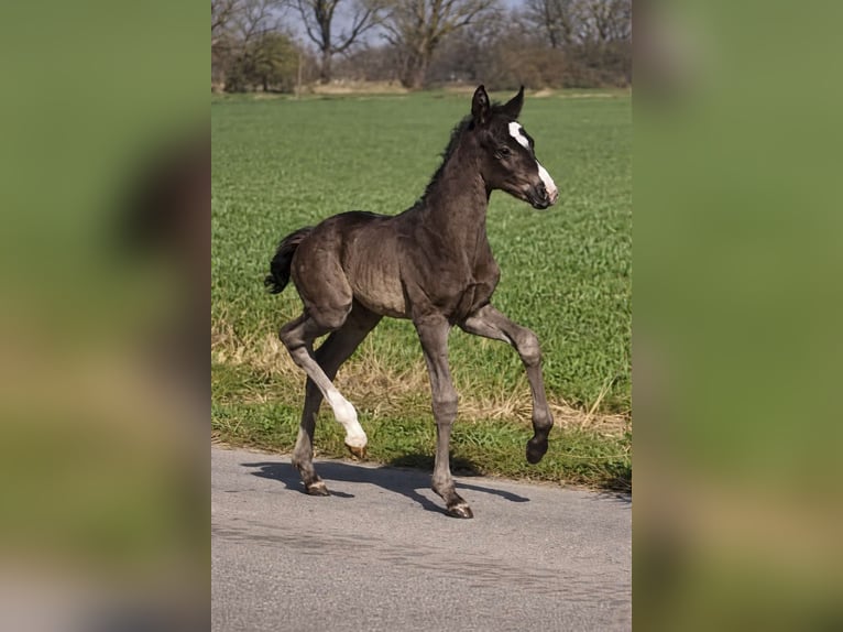 Other Warmbloods Mare Foal (03/2026) 16.2 hh Black in Wittmund