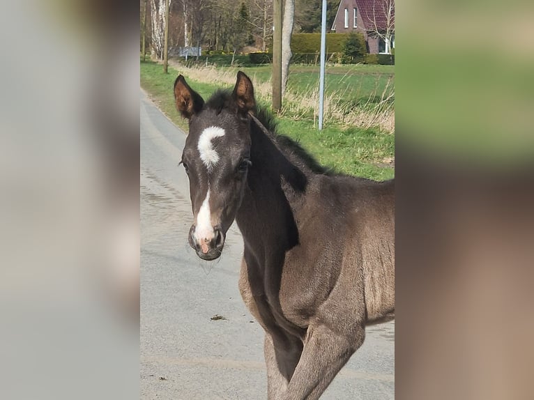 Other Warmbloods Mare Foal (03/2026) 16.2 hh Black in Wittmund