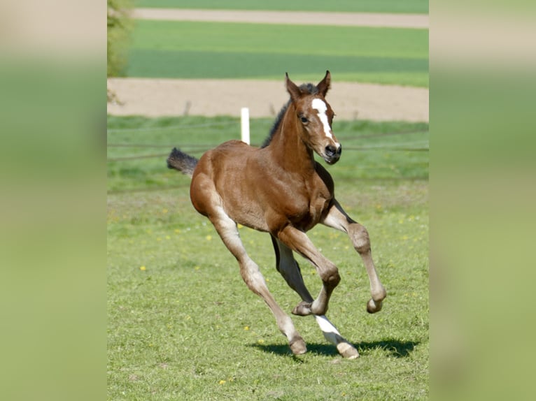 Other Warmbloods Mare Foal (04/2026) 16.2 hh Brown in Borgentreich