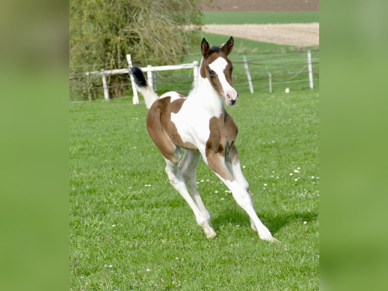Other Warmbloods Mare Foal (03/2024) 16,2 hh Pinto in Borgentreich