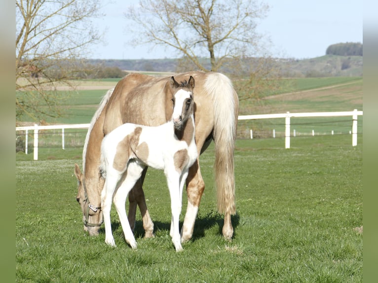 Other Warmbloods Mare Foal (03/2026) 16.2 hh Pinto in Borgentreich