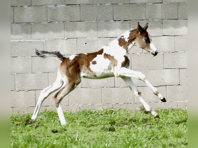 Other Warmbloods Mare Foal (03/2024) 16,2 hh Pinto in Borgentreich