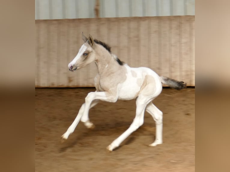 Other Warmbloods Mare Foal (03/2026) 16 hh Pinto in Borgentreich
