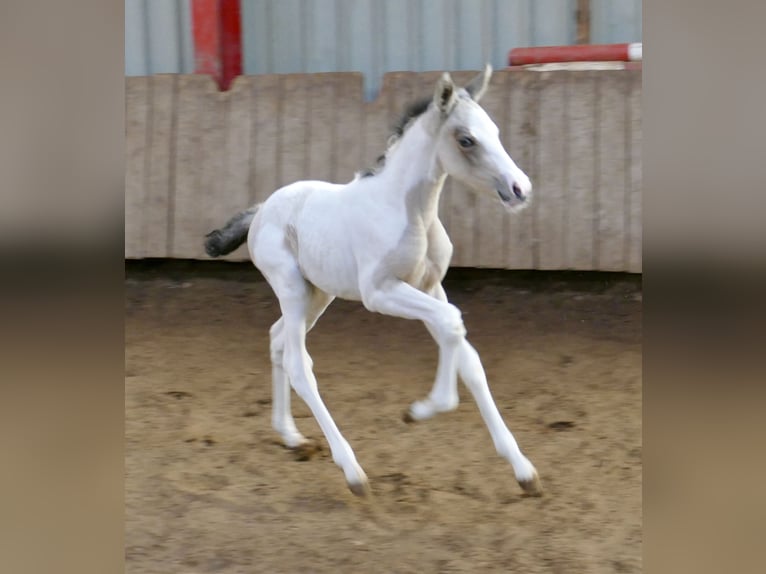 Other Warmbloods Mare Foal (03/2026) 16 hh Pinto in Borgentreich