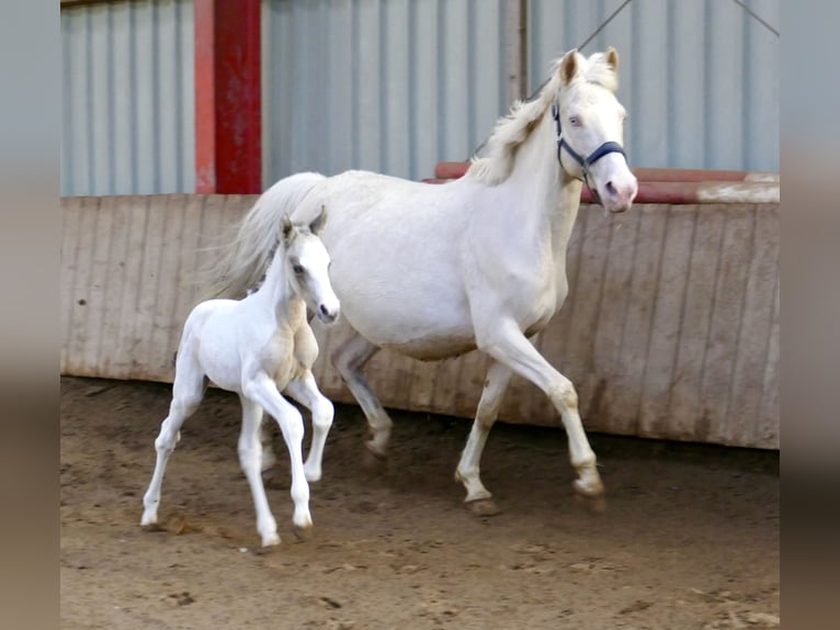 Other Warmbloods Mare Foal (03/2026) 16 hh Pinto in Borgentreich