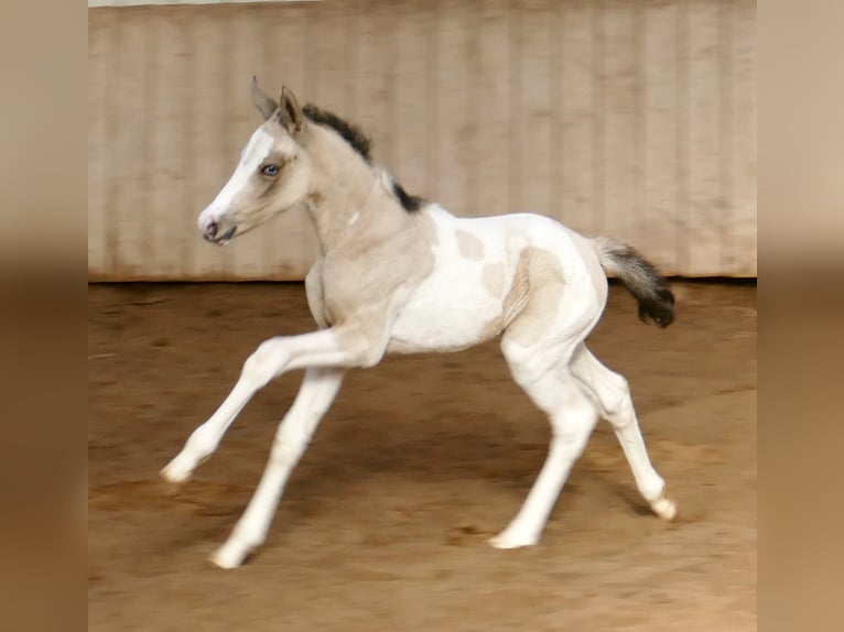 Other Warmbloods Mare Foal (03/2026) 16 hh Pinto in Borgentreich