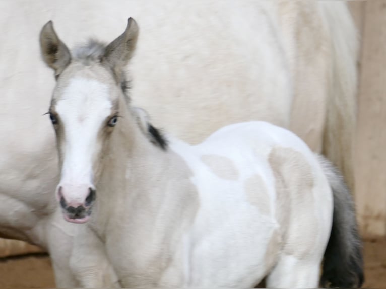 Other Warmbloods Mare Foal (03/2026) 16 hh Pinto in Borgentreich