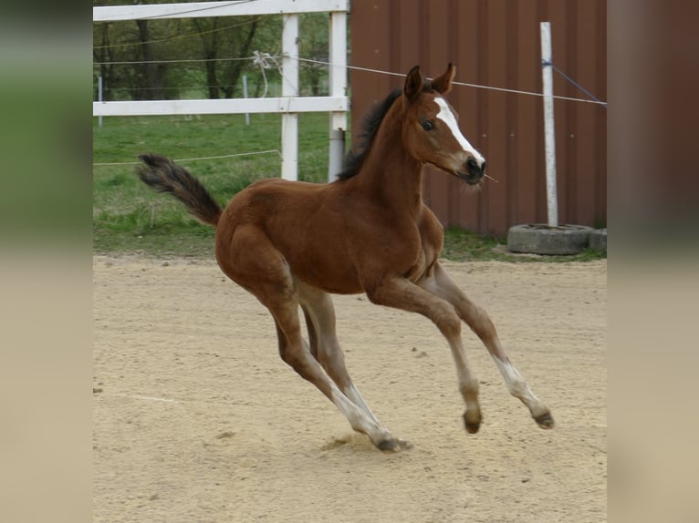Other Warmbloods Mare Foal (04/2025) 16,1 hh Brown in Borgentreich