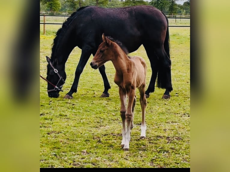 Other Warmbloods Mare Foal (05/2025) 16,1 hh Brown in Sottrum