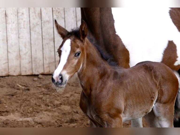 Other Warmbloods Mare Foal (03/2026) 16,1 hh Brown in Borgentreich