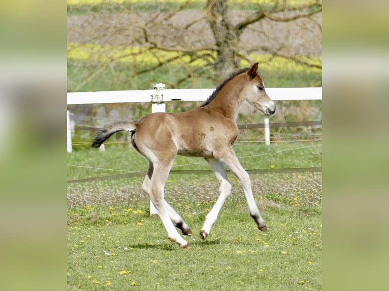 Other Warmbloods Mare Foal (04/2026) 16,1 hh Brown in Borgentreich