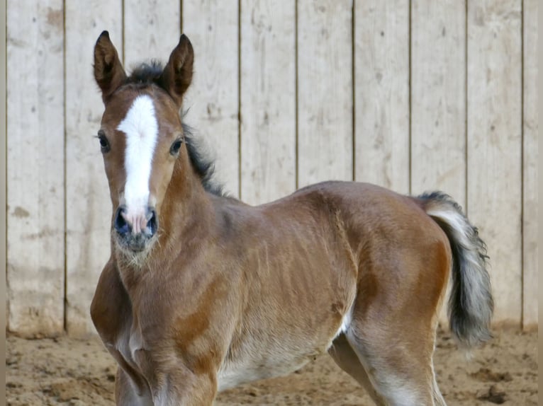 Other Warmbloods Mare Foal (03/2026) 16,1 hh Brown in Borgentreich