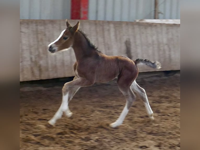 Other Warmbloods Mare Foal (03/2026) 16,1 hh Brown in Borgentreich