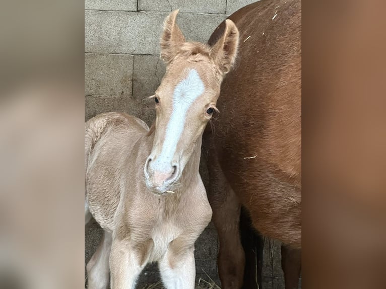 Other Warmbloods Mare Foal (02/2026) 16,1 hh Palomino in Borgentreich