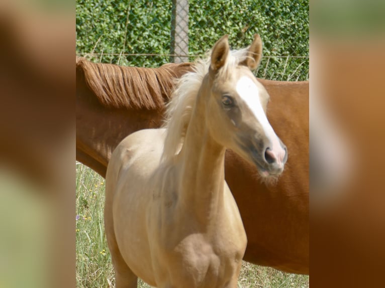 Other Warmbloods Mare  16,1 hh Palomino in Borgentreich